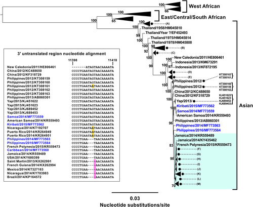 Fig. 1 Phylogenetic tree inferred from 557 chikungunya virus (CHIKV) complete coding region sequences.Midpoint rooted phylogenetic tree derived using FastTree and the generalised time-reversible nucleotide substitution model. Percentage Shimodaira-Hasegawa-like local support values are shown for key nodes estimated from 1,000 resamplesCitation15. Whole-genome sequences were obtained for 11 CHIKV strains imported into Australia between 2010 and 2017 (GenBank accession numbers MF773559-MF773569). New sequences from the current study are highlighted in blue text. Collapsed clades within the Asian genotype labelled (A, B, C, D) and (E) represent the following sequences with GenBank accession numbers: (A) EF027140, EF027141, HM045788, HM045803 and HM045813; (B) HM045787, HM045789, HM045796, HM045802, KX262987 and KX262988; (C) HM045790, HM045791, HM045797 and HM045800; (D) EU703759-EU703762, KM923917-KM923920, FN295483 and FN295484; (E) FJ807897, MF773561 and MF773565. Green shading indicates the American clade (includes the Saint Martin, Caribbean 2013 sequence, KX262991 within the collapsed clade (K) and 302 other sequences sharing 99.6% to 100% nucleotide identity) within the Asian genotype. The number of sequences within the American collapsed clades include: (F) 2; (G) 2; (H) 7; (I) 4; (J) 11; (K) 191; (L) 2 and (M) 81. The inset shows the 3′ untranslated region nucleotide alignment of representative Asian genotype strains (subset of 30 sequences taken from original alignment of 270 sequences) and the position of signature, three or four nucleotide deletions (genome positions 11,406 to 11,408 or 11,409, with numbering based on the Philippine 2012 sequence, KT308163), which were detected in the Philippine MF773563 (2014) and MF773564 (2016) sequences, the French Polynesian KR559473 (2015) sequence and 214 American sequences.
