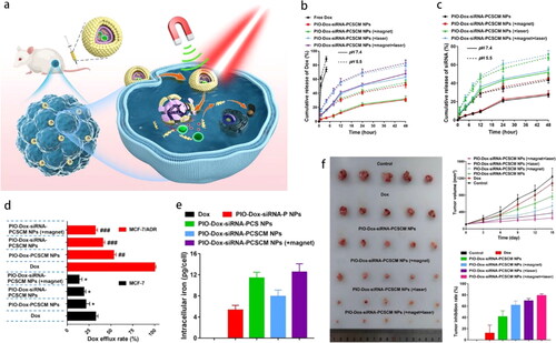 Figure 6. (a) Schematic illustration of magnetically targeting NPs. NIR irradiation triggered drug release to result in chemo-PTT of drug resistant breast cancer. Cumulative release of (b) Dox and (c) Mcl-1-siRNA. (d) Dox efflux rate and (e) intracellular iron content in MCF-7/ADR cells. (f) Tumor suppressive effect (Guo et al., Citation2022). Copyright 2022 Elsevier.