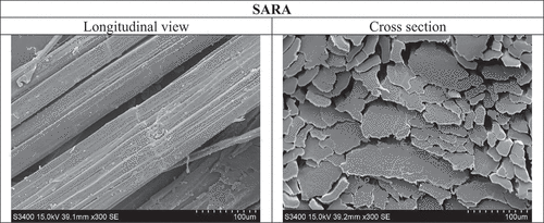 Figure 4. Microphotographs - longitudinal views and cross sections of Sara flax fibre.