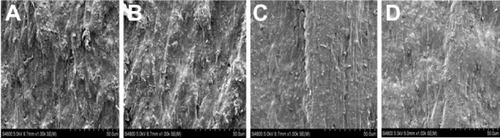 Figure 7 (A–D) Surface morphology of nonload group tube by scanning electron microscope (×1,000 magnification). Surface morphology of the membrane tubes before degradation (A), and after 1 (B), 2 (C), and 3 (D) months’ degradation. Knife marks and uplift stripes gradually became smooth, with no cracks or damage, but the degree of degradation was lower than the 50 N-loaded group.
