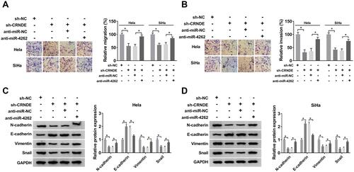 Figure 3 MiR-4262 inhibitor abrogated CRNDE silencing-mediated inhibition on cervical cancer cell migration, invasion and EMT. Hela and SiHa cells were transfected with sh-NC, sh-CRNDE, sh-CRNDE+anti-miR-NC and sh-CRNDE+anti-miR-4262. (A and B) Cell migration and invasion were assessed by transwell assay. (C and D) The protein expression of N-cadherin, E-cadherin, Vimentin and Snail was analyzed by Western blot. *P<0.05.