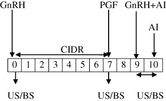 Figure 2. Schematic diagram of ovsynch-based protocol, Group II (n = 15).E2 – estadiol-17β; GnRH – gonadotropin releasing hormone; CIDR – controlled internal drug release; PGF – prostaglandin F2α; US – ultrasonogrphy; BS – blood sample; AI – artificial insemination.