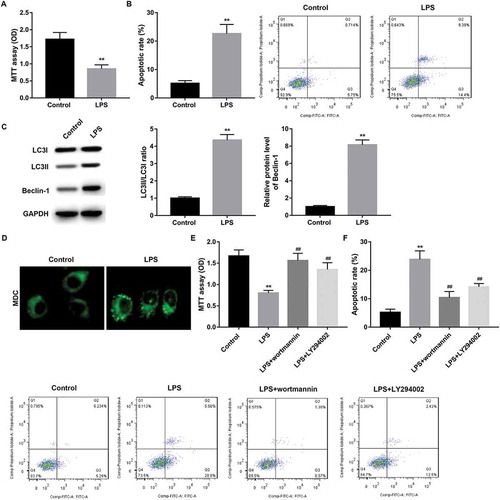 Figure 3. Autophagy involved in the decreased proliferation and increased apoptosis in IEC-6/NEC.The IEC-6 cells were stimulated with 100 μg/mL LPS for 3 h to establish NEC in vitro cell model (IEC-6/NEC, LPS group), and the cells treated with equal volume of culture medium served as the control (Control group). (A) MTT assay was performed to determine the effects of LPS on IEC-6 proliferation. (B) Flow cytometry analysis was performed to evaluate the effects of LPS on IEC-6 apoptosis. (C) Western blot was performed to detect the protein expression of LC3II/LC3I and Beclin-1 in IEC-6 cells stimulated with LPS or not. The quantitative analysis of their relative protein expression normalized to GAPDH using Image-Pro Plus 6.0 software was shown. (D) MDC fluorescence staining of autophagic vacuoles in IEC-6 cells treated with LPS or not. (E) MTT assay was performed to determine the effects of autophagy inhibitor wortmannin or LY294002 on the proliferation of the LPS-induced IEC-6/NEC cells. (F) Flow cytometry analysis was performed to evaluate the effects of autophagy inhibitor wortmannin or LY294002 on the apoptosis of the LPS-induced IEC-6/NEC cells. **p < 0.01 vs. Control group; ##p < 0.01 vs. LPS group.