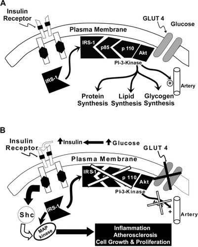 Figure 1 Insulin signaling system in healthy normal glucose tolerant A) and T2DM B) subjects.