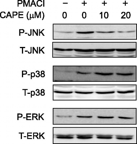 Figure 7. The effect of CAPE on the activation of MAPKs. After pretreatment with CAPE for 30 min, HMC-1 cells were stimulated with PMA (50 nM) + A23187 (1 μM) for 30 min for MAPK activation. The phosphorylation of MAPKs was analyzed by western blot.