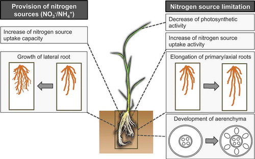 Figure 1. Overview of nitrogen response in plants. Nitrogen source limitation (right half) leads to axial root elongation and root cortical aerenchyma formation. Nitrogen source limitation also increases ammonium and nitrate uptake activity. Supplementation of nitrogen nutrients (left half), either nitrate or ammonium, induces lateral root proliferation and increase of nitrate or ammonium uptake capacity. Note that the promotion of root cortical aerenchyma formation under nitrogen limitation has been reported only in rice and maize. The specific responses might differ among different plant species.