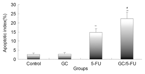 Figure 9. Bar graph showing quantification of the apoptotic index (AI) in hepatic cancer tissues with different treatments. AI increased from control to GC to 5-FU to GC/5-FU (p < 0.01). Compared with control or GC group, **p < 0.01; compared with 5-FU group, #p < 0.05.