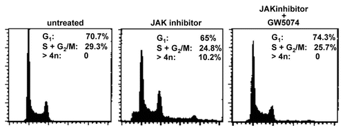 Figure 6 Inhibiting RAF blocks JAK inhibitor-induced endoreduplication. Treatment (48 hr) with JAK inhibitor caused endoreduplication as indicated by G2/M accumulation and cells with a DNA content of greater than 4n. RAF inhibitor GW5074 almost completely inhibited JAK inhibitor-induced endoreduplication restoring the DNA histogram to be comparable to the untreated control. Flow cytometric DNA histograms for untreated, JAK inhibitor treated and JAK inhibitor plus GW5074 treated cells (left to right parts) are shown.