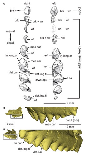 Figure 13. The maxillary teeth of Opisthiamimus gregori gen. et sp. nov. A, interpretative camera lucida drawing of the teeth of the holotype specimen (USNM PAL 722041) in occlusal view; B, C, virtual three-dimensional renderings of the right maxilla with close-ups of its teeth in the holotype specimen in B, anterolateral/mesiolabial and C, posterolateral/distolabial views. The boxes in B and C indicate the respective magnified regions to the right. Abbreviations: brk, break; can.t, successional caniniform tooth; crwn.apx, tooth crown apex; dst.car, distal carina; dst.ling.fl, distolingual flange; in.long.cr, internal longitudinal cracks of the tooth enamel; mes.car, mesial carina; succt, successional tooth; t.bs, tooth base; tri.con, triangular concavity; wf, wear facet; wr, non-occlusal wear.