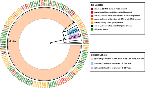 Figure 4 Circular trees created by the UPGMA (unweighted pair group method with arithmetic mean) method (http://genomes.urv.cat/UPGMA). This figure is showing UPGMA clustering lead to the formation of different clusters, according to antimicrobial susceptibility of isolates and CTX-M genotype. Cluster labels are mentioned at the bottom as different colors, while tip labels are color-coded according to presence of CTXM genes in these clusters.