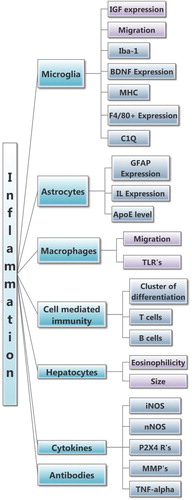 Figure 3. Field map of the inflammation categories based on their pathophysiological properties and significance to demonstrate the variety of terms that were searched. The frequency search reveals that a few measures are used for specific cell types, e.g. GFAP expression was much more heavily used (by 259 articles) compared to ApoE (six articles).