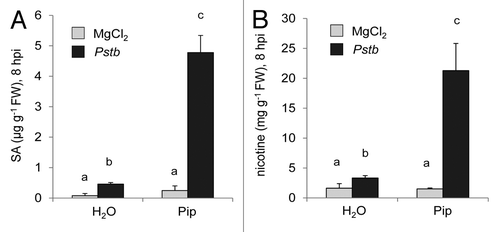 Figure 6. Exogenous Pip primes tobacco plants for effective SA and nicotine production upon Pstb inoculation. H2O or 10 µmol Pip were applied to plants through the soil. Leaves were infiltrated 1 d later with Pstb (dark bars) or MgCl2 (light bars), and leaf metabolite levels were scored 8 h later. (A) SA contents in leaves. (B) Leaf nicotine levels. Bars represent the mean ± SD of 3 replicate samples. Different letters above the bars denote statistically significant differences between pairwise compared samples (p < 0.05, 2-tailed t-test).