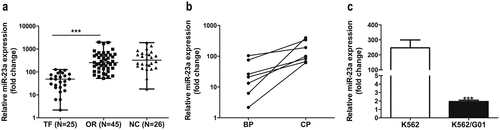 Figure 1. Expression levels of miR-23a in CML patient specimens and cell lines. (a) qRT–PCR results of miRNA-23a expression levels in CML patient specimens with treatment failure (TF, n = 25), optimal responses (OR, n = 45) and normal controls (NC, n = 26). Data are presented as the median and interquartile range. ***p < 0.001. (b) qRT–PCR results of miRNA-23a expression in the BP group of patients in whom IM treatment failed and the matched CP group with optimal responses. (c) Expression levels of miRNA-23a in two CML cell lines. The miRNA-23a levels in K562/G01 cells are displayed as fold changes in K562 cells. ***p < 0.001.