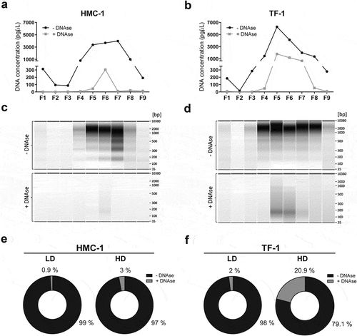 Figure 4. Most of the vesicle-associated DNA is not protected against DNase treatment and thus is localised on the vesicle surface.Each collected gradient fraction was divided into two. One half was DNase treated (grey) while the other half served as untreated control (black). (a-b) The DNA concentration before and after Turbo DNase I digestion of HMC-1 fractions and TF-1 fractions was determined by capillary electrophoresis using high-sensitivity DNA bioanalyzer chips. (c-d) Representative capillary electrophoretic gels of HMC-1 and TF-1 fractions (F1–F9) prior to DNase addition (represented as −) and after DNase treatment (represented as +). (e-f) Pie charts representing the percentage of total DNA of LD and HD HMC-1 and TF-1 density fractions before (−DNase, black) and after DNase treatment (+DNase, grey).