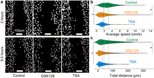 Figure 2. Characteristics of the kinematics of cell migration upon chromatin modification. (a) Tracked paths of individual nuclei at two timepoints (2 hours and 8.5 hours) are shown. For the same field of view GSK126 ad TSA groups show less cell movement. (b and c) overlayed boxplot and violin plot of average speed and total distance traveled. Color coded dotted lines show the mean. Suspected and actual outliers are also shown. Both average speed and total distance traveled (over 10.5 hours) show that chromatin modifications significantly lower the migration velocity. *p < 0.01 based upon > 1800 tracked nuclei per group from at least total 6 samples per group. One-way ANOVA test was used.