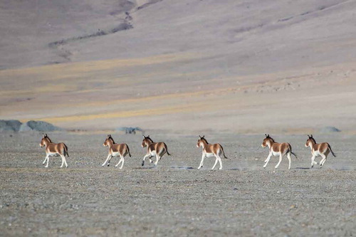 Photo 7. A group of Tibetan wild ass (Equus kiang) race with the expedition team and are reluctant to leave. Taken Dec 2019 at Yeniugou, Qinghai Province, Photographer: Xinquan Zhao.