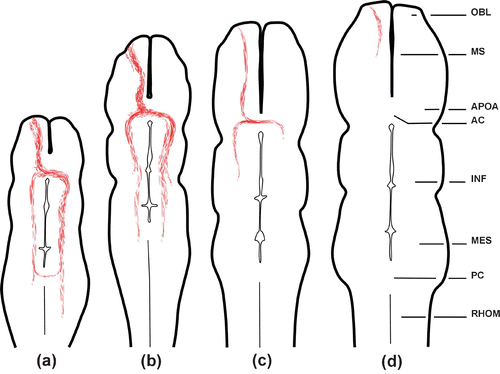 Figure 1. Schematic line drawings illustrating the extension of the EBOS in horizontal ventral representative sections of the brain as obtained by anterograde DiI tracing technique.a, Stage 26−27; b, stage 28−29; c, 30−32; d, neometamorphosed and adult. Abbreviations: AC, anterior commissure; APOA, anterior preoptic area; INF, infundibulum; MES, mesencephalon; OBL, olfactory bulb; MS, medial septum; PC, posterior commissure; RHOM, rhombencephalon.