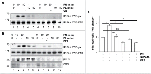 Figure 3. Mechanism of FN-induced FAK activation in BAC1.2F5 cells. Actin polymerization is necessary for FN-induced FAK phosphorylation. (A) Cells were cultured in the absence of CSF-1 for 18 hours and then kept in suspension in the presence or not of cytochalasin D (CD, 10 μM) before being plated on FN- or PL-coated (10 μg/ml) dishes for the indicated times. Protein lysates were subjected to immunoprecipitation (IP) and immunoblotting with the indicated antibodies. Representative images of WB from one out of 3 independent experiments are shown. Molecular weight markers are reported on the left of gels. SFK mediate FN-induced FAK phosphorylation. (B) Cells were cultured in the absence of CSF-1 for 18 hours and then kept in suspension for 45 minutes in the presence or the absence of the SFK inhibitor PP2 (10 μM) before being plated on FN- or PL-coated (10 μg/ml) dishes for the indicated times. Protein lysates were subjected to immunoprecipitation (IP) and/or immunoblotting with the indicated antibodies. Representative images of WB from one out of 3 independent experiments are shown. Molecular weight markers are reported on the left of gels. SFK mediate FN-induced macrophage migration. (C) Cells were cultured in the absence of CSF-1 for 18 hours and then treated or not with the SFK inhibitors PP2 or SU6656 (10 μM) for 30 minutes before being subjected to migration assay toward DMEM containing or not FN (10 μg/ml). Migrated cells were counted. Histograms represent means ± SEM of data from 2 independent experiments performed in triplicate. Student's t test: *, p < 0.05; ns, not significant.