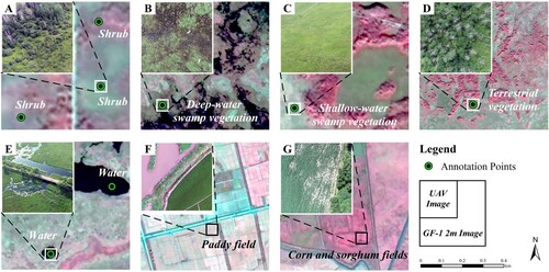 Figure 3. The UAV and satellite multispectral images of different vegetation types in study area (A: shrub, B: deep-water marsh vegetation, C: shallow-water marsh vegetation, D: terrestrial vegetation, E: water, F: paddy field, G: corn and sorghum fields).