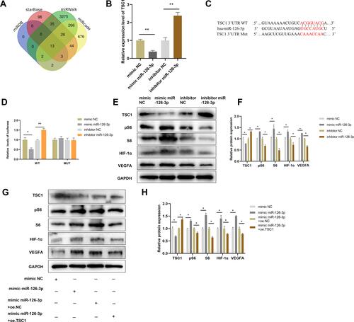 Figure 7 miR-126-3p promotes angiogenesis by directly targeting TSC1. (A) Screening miR-126-3p-targeted genes (B) Relative mRNA expression of TSC1 in HUVECs after treatment with mimic miR-126-3p, mimic NC, inhibitor miR-126-3p, or inhibitor NC. (C) Matched base pairs of the miR-126-3p binding area and reporter plasmids including wild- or mutant-type TSC1. (D) Relative luciferase reporter activity of vectors and a fragment of TSC1 UTR with wild- or mutant-type miR-126-3p binding sites after co-transfection with the four groups. (E) Western blotting showed the relative protein expression of TSC1, pS6, S6, HIF-1α, and VEGFA in HUVECs treated with the mimic miR-126-3p, mimic NC, inhibitor miR-126-3p, or inhibitor NC. (F) Protein expression quantification. (G) Western blotting showed the relative protein expression of TSC1, pS6, S6, HIF-1α, and VEGFA in HUVECs treated with the mimic NC, mimic miR-126-3p, mimic miR-126-3p + oe.NC, mimic miR-126-3p + oe.TSC1. (H) Protein expression quantification. *p < 0.05, **p < 0.01.