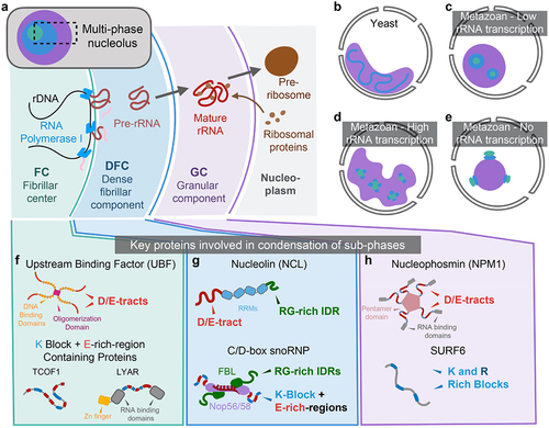 Figure 1. Nucleoli are hierarchically organized into sub-phases. (a) schematic of ribosomal assembly in the nucleolus in higher metazoan eukaryotes. The three distinguishable phases observed by electron microscopy are the fibrillar center (FC), the dense fibrillar component (DFC) and the granular component (GC). The outward flux of transcribed ribosomal RNA (rRNA) is met by a countervailing inward flux of ribosomal proteins (rProteins) in the GC. (b) yeast nucleoli exhibit two phases. (c) Nucleoli in low rRNA transcribing cells tend to have a spherical shape and smaller subphases relative to more active cells. (d) Nucleoli in high rRNA transcribing cells tend to have larger FCs, a greater number of DFCs, and larger and more amorphous GCs than quiescent cells. (e) Nucleoli that have been drugged with transcriptional inhibitors exhibit ‘inside out’ morphology with FC sub-phases exposed to the nucleoplasm and capping DFC sub-phases, which in turn, are nestled between these FC caps and a large single GC sub-phase. (f-h) the key proteins known to contribute to condensation of sub-phases. (f) key FC proteins are upstream binding factor (UBF) and K block + E-rich-region IDR containing proteins such as Treacher Collins associated factor 1 (TCOF1) and ly-1 antibody reactive (LYAR). (g) key DFC proteins are nucleolin (NCL) and fibrillarin (FBL) contained in the C/D box snoRNP. (h) key GC proteins are nucleophosmin (NPM1) and Lysine/Arginine (K/R)-block contain IDRs such as SURF6.