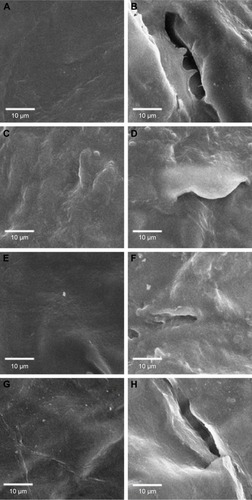 Figure 5 Scanning electron microscopy (SEM) images of porcine skin surface at nonfollicular region (original magnification ×1,000): control (PBS) without SN (A) and with SN (B), CL without SN (C) and with SN (D), PL without SN (E) and with SN (F), and PL-LIs without SN (G) and with SN (H).Abbreviations: CL, conventional liposome; PBS, phosphate-buffered saline; PL, PEGylated liposome; PL-LI, PEGylated liposome with d-limonene; SN, sonophoresis.