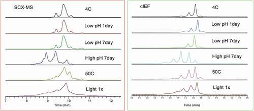 Figure 7. Comparison of charge variant separations under different stress conditions by SCX-MS (Left) and cIEF (Right)