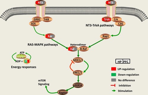 Figure 10 The Ras-MAPK and NT3-TrkA pathways play important roles in the antidepressant effect of DG in the HP and PFC.