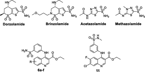 Figure 1. Structures of some approved CAIs antiglaucoma drugs, and the target quinolines 6a–f and 11.