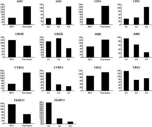 Figure 2 Abundance ratio of differentially expressed proteins ASS1, CPS1, UROD, HBB, CYB5A, YBX1, and FKBP11 between hepatocellular carcinoma (HCC) tumor and non-tumorous tissues, and among well- (G1), moderate- (G2), and poorly- (G3) differentiated HCC. ASS1 and CPSI were up-regulated, while UROD and HBB were down-regulated in G3 compared with G1 and G2 tissues; CYB5A, YBX1, and FKBP11 were up-regulated in G1 compared with G2 and G3 tissues.