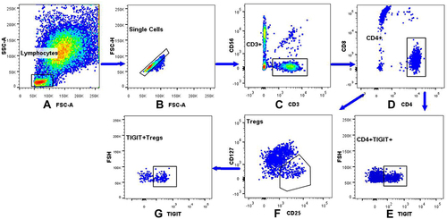 Figure 1 The gating strategy of the TIGIT+Tregs, FOXP3+Tregs, CD4+TIGIT+ in peripheral blood lymphocytes. (A) The lymphocytes were gated based on the light scatter properties on forward scatter (FSC) and side scatter (SSC) dot plots. (B) Cellular adhesions were excluded based on FSC-A and FSC-H. (C) CD3+CD56- cells were identified by gating on the CD3+CD56-cells on a CD3/CD56 dot plot. (D) CD4+CD8- were identified by gating on the CD4+CD8-cells on a CD4/CD8 dot plot. (E) Dot plot analysis of CD4+TIGIT+ derived from gated CD4+/CD8-cells population. (F) FOXP3+Tregs were identified by gating on the CD25+CD127low/-cells arised from CD4+CD8-T cells. (G) Dot plot analysis of the TIGIT+Tregs derived from gated FOXP3+Tregs.