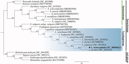 Figure 1. Maximum-likelihood phylogenetic tree based on complete chloroplast genomes of 23 species. Numbers above nodes indicate bootstrap values with 1,000 replicates. The bottom scale bar represents the number of substitutions per site. The species highlighted is Ligularia species.