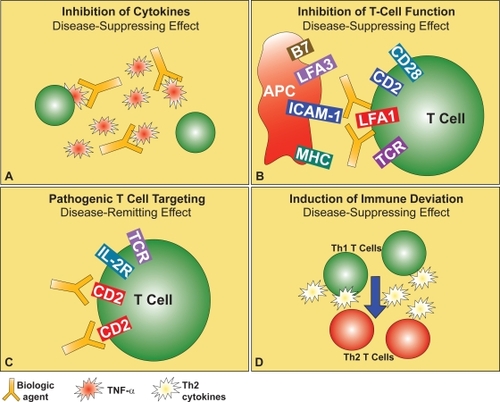 Figure 2 Strategies for targeted biological therapy of psoriasis. These include existing and potential biological drugs for the therapy of psoriasis, such as anti-TNF-α (A) or anti-LFA-1 (B) antibodies, inhibitors of CD2 expression on the surface of activated pathogenic T cells (C), or cytokines to balance the Th1-skewed immune response (D), these last presently under investigation.