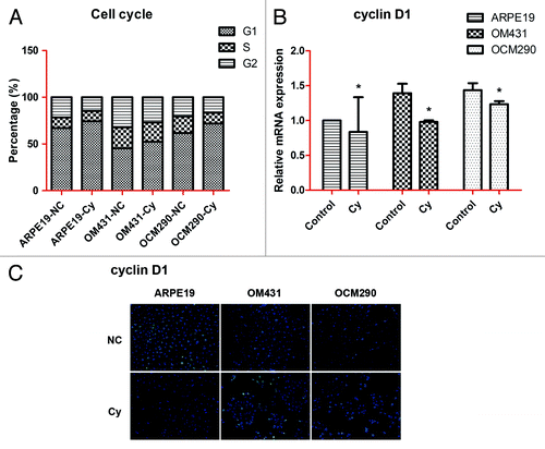 Figure 6. Cell cycle of uveal melanoma cells was influenced by cyclopamine. (A) Cell cycle changes in ARPE19, OM431, and OCM290 cells with or without cyclopamine were detected by flow cytometry. The proportion of G1 phase cells was significantly increased in UM cells. (B) Cyclin D1 mRNA expression levels were downregulated by exposure to cyclopamine (20 μmol/L; 72 h), as determined by real-time RT-PCR. GAPDH was used as a normalization control for gene expression. Data represent the mean ± SD of three determinations (*P < 0.05; **P < 0.01). (C) Cyclin D1 protein expression levels were reduced following treatment with cyclopamine (20 μmol/L; 72 h), detected by immunocytochemistry. Experiments were repeated three times.