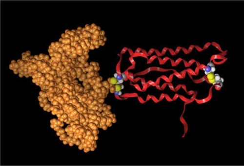 Figure 1 Pegylated interferon: a ribbon protein with a polymer linked by a bridge between two multicolored cysteine residues.