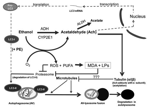 Figure 7. Multilevel regulation of autophagosome content by ethanol oxidation liver cells. During acute (or early) ethanol administration, metabolically-derived acetaldehyde (Ach) enhances AV formation in liver cells by increasing the level of LC3B mRNA (presumably by enhanced transcription). LC3B mRNA is then translated into pro-LC3, which matures to LC3-I. The latter is lipidated with phosphatidylethanolamine (PE) to form LC3-II, which attaches to the AV membrane. The AV is trafficked by microtubules to the lysosome for degradation. During habitual (chronic) ethanol exposure, CYP2E1 is induced, generating MDA and other lipid peroxides (LPs), which inhibit proteasome activity and stabilize LC3-II from degradation. Acetaldehyde (Ach) generated by ethanol oxidation forms adducts with proteins, including the α tubulin subunit.Citation19 We hypothesize that formation of Ach-α-tubulin adducts or tubulin acetylation block or stabilize the polymerization of microtubules (see “???” in lower half of figure). Either change will prevent the fusion of AVs with lysosomes, thereby causing ethanol-induced proteopathy and steatosis in liver cells.