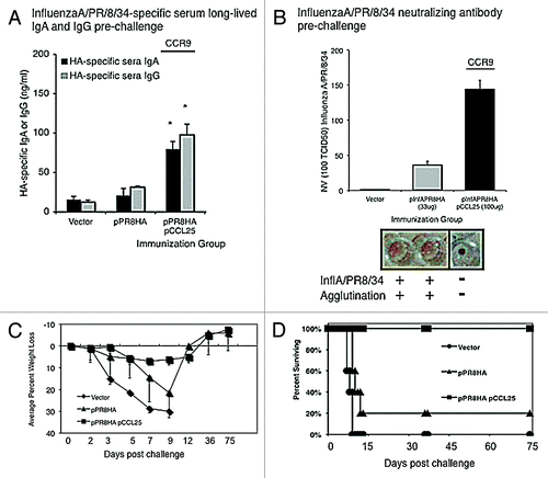 Figure 5. pCCL25 co-immunization induces long-lived IgG, IgA, neutralizing antibody and protects mice against influenza A/PR/8/34 lethal mucosal challenge. (A) Influenza specific long-lived IgG and IgA titers were determined prior to challenge. Individual sera samples were harvested from mice from each immunization group (n = 10 mice per group) and (ng/ml) levels of pPR8HA-specific IgG (gray bar) and IgA (black bar) were determined by ELISA using a recombinant standard of known concentration. Error represents ± SEM since individual mouse sera samples were analyzed (*p < 0.05 for statistical comparisons between chemokine plasmid adjuvanted groups, n = 10 mice per experimental group, vs. n = 10 pPR8HA alone). (B) Co-immunization with pCCL25 elicits anti-influenza A/PR/8/34 neutralizing antibodies. Serial 4-fold dilutions of individual serum samples from immunized mouse groups are incubated with influenza A/PR/8/34 (100 TCID50 virus per well), and results from the chicken erythrocyte sedimentation assay are shown as the serum dilution at which 2000TCID50/ml of influenza A/PR/8/34 can be neutralized. Data represent individual mouse sera (n = 10) in 6 replicates per dilution for each immunized mouse group. Representative wells of non-neutralized virus (agglutination) are shown for control and pR8HA immunized groups, and a single well depicting neutralized virus (no agglutination or a pool of red blood cells at bottom of well) representing pCCL25 co-immunized group. (C–D) Systemic co-immunization with pCCL25 protects mice from influenza A/PR/8/34 intranasal challenge. Average percent weight loss (morbidity) and death (survival) in groups of mice immunized and challenged were as depicted in the immunization schedule shown in Figure 4A. Vector immunized mice (diamonds) lost weight rapidly (C) and 100% (n = 10) died by day 9 post infection (D). Mice that were immunized with pPR8HA (triangles) alone lost an average 18% body weight (C) by day 10 and 80% died (D) by day 10 post challenge. The two surviving mice in the pPR8HA (triangles) immunized group regained weight and survived. Mice immunized with the CCR9 ligand, pCCL25, had a slight reduction in weight (4.7% weight loss) (squares, (C), but all ultimately survived challenge [squares, in panel (D)]. Using log rank analysis, pVAX vs. pR8HA (p = 0.0005), pVAX vs. CCL25 (p < 0.0001), pR8HA vs. pR8HA/CCL25 (p = 0.0003).