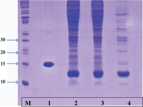 Figure 3.  SDS Polyacrylamide gel electrophoresis of purified SOD fractions. Samples from each purification step (20 µl) and a standard molecular weight marker, were electrophoresed at 200 V on a discontinuous gel with 13% resolving gel and 8% stacking gel. After electrophoresis the gel was stained with Coomassie brilliant blue R-250 then destained in methanol:acetic acid:water (1:1:8 v/v/v). M: molecular weight marker, 1: commercial SOD, 2: Crude homogenate, 3: ammonium sulphate fraction and 4: DEAE-Sepharose ion exchange.