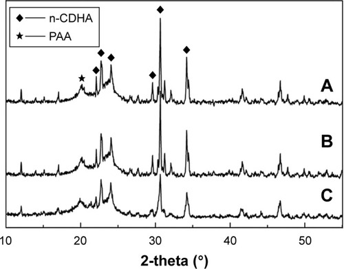 Figure 10 The result of XRD of n-CDHA/PAA screw.Notes: (A) The outer surface of n-CDHA/PAA before implantation; (B) The internal cross-section of n-CDHA/PAA after implantation; (C) The outer surface of n-CDHA/PAA after implantation.Abbreviations: n-CDHA/PAA, nano-calcium-deficient hydroxyapatite/poly-amino acid; XRD, X-ray diffraction.