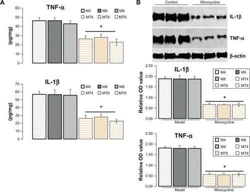 Figure 3 Assay of protein level of interleukin-1β and tumor necrosis factor-α.