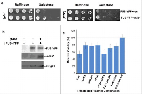 Figure 3. Excess Sis1 or DNAJB1 respectively relieve FUS toxicity in yeast and HEK cells. a. Overexpressed Sis1 rescues FUS associated toxicity. Isogenic [PIN+] and [pin−] versions of W303 yeast cells containing GAL1-controlled FUS-YFP (p2043) in addition to GAL1-controlled Sis1 (p1767) or vector (p1768), were grown overnight in plasmid selective raffinose (2%) media. Serial dilutions of cells were spotted and grown on plasmid selective non-inducing raffinose (2%) or inducing galactose (2%) plates. In this experiment [PIN+] and [pin−] cells were spotted on different plates and are not directly comparable. b. Sis1 overexpression does not enhance FUS protein levels. W303 [pin−] cells transformed with different plasmids were grown in plasmid selective galactose for 48 hours. Cells were then lysed and equal amounts of proteins were loaded on SDS-PAGE. Control vectors in lane 1 did not express either FUS or Sis1; FUS-YFP was overexpressed in lane 2; and FUS-YFP and Sis1 were co-overexpressed in lane 3. The blot was probed with anti-GFP (1:10,000, Roche) to detect FUS-YFP, anti-Sis1 (1:1000, Gift from E. Craig) and anti-Pgk1 (1:10,000) as an internal loading control. c. Mammalian DNAJB1 relieves FUS toxicity in human embryonic kidney (HEK) cells. HEK293T cells were transfected with plasmid(s) shown in the horizontal axis of the graph according to the manufacturer's instructions (Life technologies). Cell viability was measured with the MTT assay at 48 h post-transfection. Values represent means ± S.D. (n = 3). Empty vector (pcDNA) was used as a negative control, and eIF4A was used as the positive control since previous studies [Citation28] demonstrated its ability to rescue FUS associated toxicity in HEK293T cells (*p < 0.05 using one way ANOVA with Dunnett's).