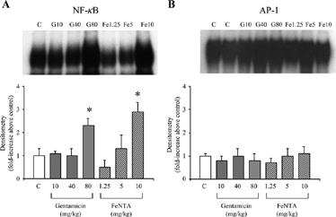 Figure 4 The DNA-binding activity of nuclear factor (NF)-κB (A) and activator protein (AP)-1 (B) in renal cortical nuclear extracts from vehicle (C)-, gentamicin-, and ferric nitrilotriacetate (FeNTA)-treated rats with Adriamycin nephropathy on day 33 of the study. Top and lower panels show representative autoradiographs and mean densitometry (n = 5 per group) respectively. *P < 0.05 vs. C.