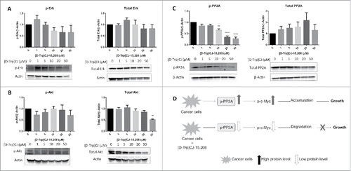 Figure 10. [D-Trp]CJ-15,208 reduces p-PP2A protein levels in PC-3 cells. PC-3 cells were treated with the peptide at the indicated concentrations for 48 h. Western blot analysis was performed to determine protein levels of (A) p-Erk/total Erk, (B) p-Akt/total Akt, and (C) p-PP2A/total PP2A. Data shown are from 3 experiments. Representative western blots are shown under each graph. Statistical analyses were performed as described in Materials and Methods; * p<0.05,**p<0.01 and **** p<0.0001 compared with vehicle treated control cells. (D) Summary of the results of [D-Trp]CJ-15,208 treatment in PC-3 cells. [D-Trp]CJ-15,208 reduced the phosphorylation of PP2A, which in turn increased c-Myc degradation and decreased cancer cell growth.