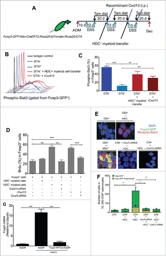 Figure 5. HDC+ myeloid-derived Cxcl13 augment Foxp3 expression through Stat3 phosphorylation. (A) Mouse experimental protocol. (B and C) Levels of phospho-Stat3 in Foxp3-GFP+ cells isolated by flow sorting from colon tumors. (B) Shows representative flow histogram graphs of phospho-Stat3, while (C) shows quantitation of phospho-Stat3+Foxp3+ cells (n = 4 DTA−, 5 DTA+, 4 DTA+ + HDC+ myeloid transfer, 5 DTA+ + rCxcl13). (D) Foxp3+ cell proliferation measured by BrdU incorporation assay. Foxp3-GFP+ cells cultured in vitro with either HDC+ or HDC− myeloid cells (n = 5 to 8), with a knockdown in some groups of Cxcr5 or Cxcl13 by siRNA in Foxp3-GFP+ cells or HDC+ myeloid cells, respectively. rCxcl13 was added to Foxp3-GFP+ cells cultured without myeloid cells. Cells were isolated from spleens of AOM/DSS- and tamoxifen- treated Foxp3-GFP;Hdc-CreERT2;Rosa26-tdTomato mice. (E and F) Immunofluorescence images (E) and quantification (F) of CD4+ splenic T cells co-cultured with either HDC+ or HDC− splenic myeloid cells. CD4+ cells were sorted from AOM/DSS-treated Foxp3-GFP mice and myeloid cells were isolated from AOM/DSS- and tamoxifen- treated Hdc-CreERT2;Rosa26-tdTomato mice. Cxcr5 or Cxcl13 were knocked down by siRNA before co-culture with CD4+ cells or HDC+ cells, respectively. Cells were stained with PE-conjugated antibody against phospho-Stat3 and (E) show representative staining of Foxp3-GFP and Phospho-Stat3-PE. The Foxp3-GFP+ and Phospho-Stat3+ cells were counted as shown in (F). (G) BrdU proliferation assay of cultured Foxp3-YFP+ splenic cells from AOM/DSS-treated Foxp3-YFP-Cre-Stat3+/+ or Foxp3-YFP-Cre-Stat3−/− mice, with or without Cxcl13 for 24 h (n = 5 to 9 per group). **p < 0.01; ***p < 0.001, data are mean ± SEM, representing two to three independent experiments. Data were analyzed with one-way analysis of variation (ANOVA) with Dunnett's post-hoc test (C, D, and G) and Mann–Whitney test (F).