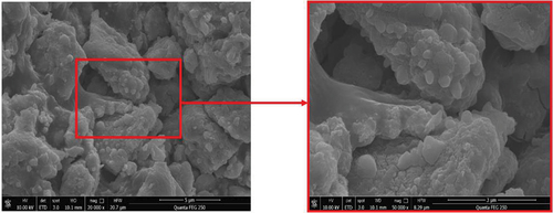 Figure 5. Scanning electron micrographs of the MnOx-CeO2 catalyst at 20,000× and 50,000× magnification.