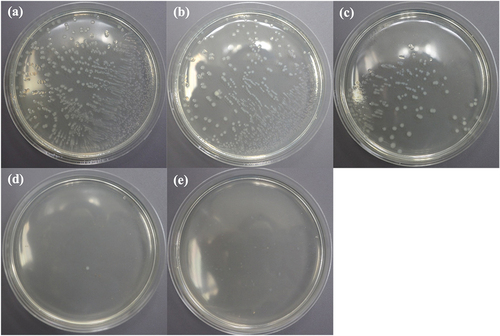 Figure 7. Photographs of the antibacterial results of (a) control, (b) un-doped, (c) 2.5 mol% Ag-doped, (d) 5.0 mol% Ag-doped, and (e) 2.5 mol% Ag/2.5 mol% Zn co-doped BG specimens against E. coli bacteria.