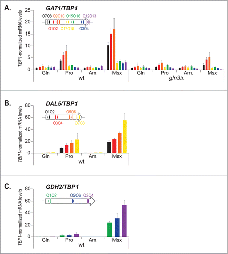 Figure 3. The decrease in GAT1 mRNA levels from the 5′ to the 3′ region is gene-specific. Total RNA was isolated from wild type (TB50) and gln3Δ (FV005) mutant cells grown in YNB medium with glutamine (Gln), proline (Pro) or ammonium (Am.) as the nitrogen source and treated with methionine sulfoximine (Am. + Msx). mRNA levels were quantified by quantitative RT-PCR as described in “Materials and Methods.” The values reported represent the averages of at least 2 experiments from independent cultures; error bars indicate standard errors. (A). GAT1 expression was assayed using 7 pairs of primers along the open reading frame as shown on the insert. (B). DAL5 expression was assayed using 4 pairs of primers along the open reading frame as shown on the insert. (C). GDH2 expression was assayed using 3 pairs of primers along the open reading frame as shown on the insert.