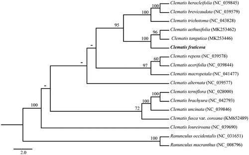 Figure 1. The phylogenetic tree based on 17 complete chloroplast genome sequences. The number on each node indicates the bootstrap value. Dash denotes the bootstrap value lower than 50%.