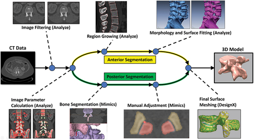 Figure 1. Model pipeline showing each step in the development process. The software used in each step is shown in parentheses.