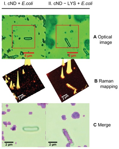Figure 11 Lysozymal interaction sites revealed with Escherichia coli: (I) carboxylated nanodiamonds (NDs) and Escherichia coli, (II) carboxylated ND-lysozyme complex and Escherichia coli. (A) Optical images identifying Escherichia coli; (B) confocal Raman mapping identifying NDs present in the square area outlined in optical image; (C) merging of the optical image with Raman mapping, demonstrating the interaction of the lysozymes with Escherichia coli.Citation145Reproduced from: Perevedentseva E, Cheng CY, Chung PH, Tu JS, Hsieh YH, Cheng CL. The interaction of the protein lysozyme with bacteria E. coli observed using nanodiamond labelling. Nanotechnology. 2007;18(31):315102,Citation145 courtesy of IOP Publishing Ltd.